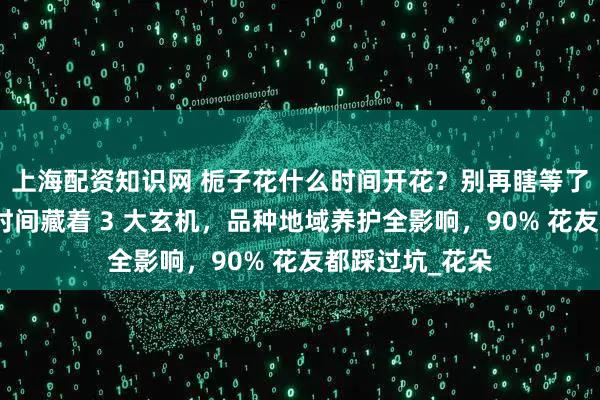 上海配资知识网 栀子花什么时间开花？别再瞎等了！栀子花开花时间藏着 3 大玄机，品种地域养护全影响，90% 花友都踩过坑_花朵